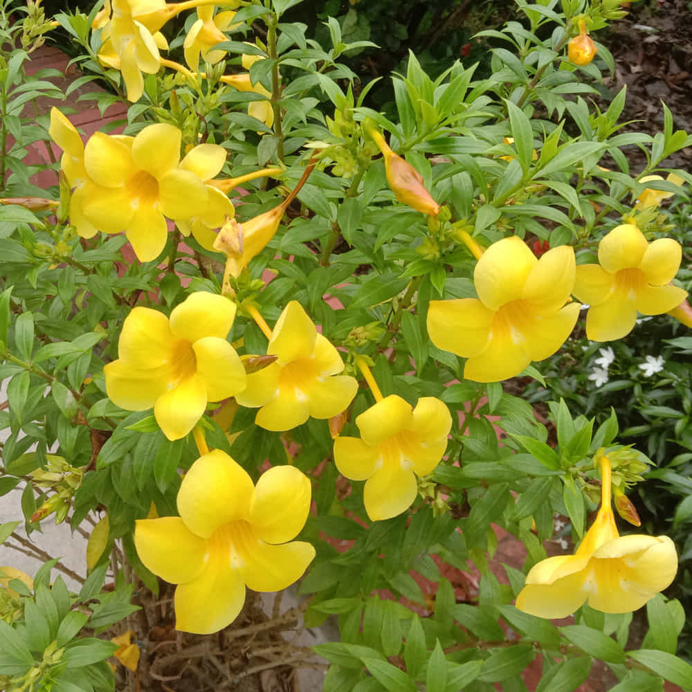 అల్లామండ (Allamanda): అల్లామండ మొక్క కొమ్మ కట్ చేసి  నాటడం ద్వారా సులువుగా పెరుగుతుంది. దీని ముదిరిన ఆకుపచ్చ కొమ్మను 6 అంగుళాల పొడవున కత్తిరించి, ఆకులను కత్తిరించి తేమతో కూడిన కంపోస్ట్ మట్టిలో నాటాలి. వర్షాకాలంలో నాటితే వేర్లు అత్యంత వేగంగా వస్తాయి. 