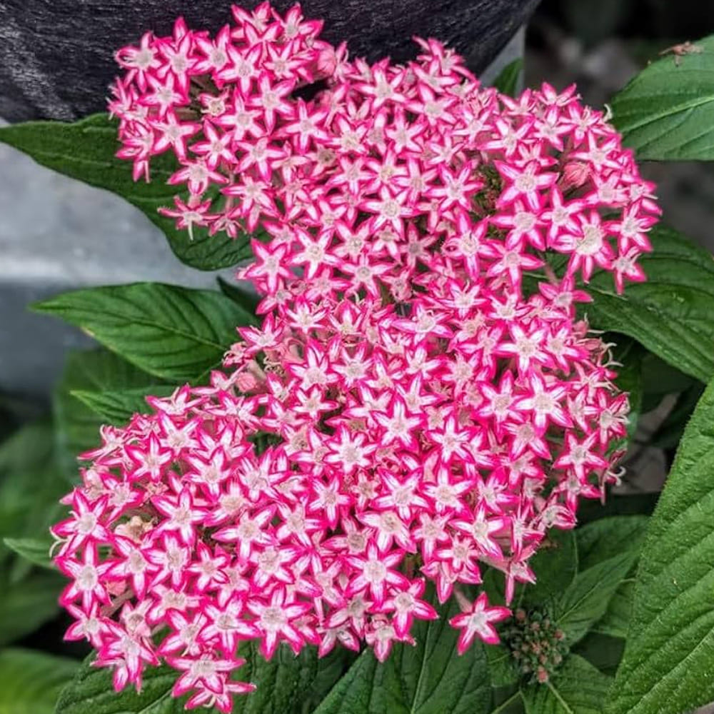 పెంటాస్ (Pentas): సీతాకోకచిలుకలను, తేనెటీగలను విపరీతంగా ఆకర్షించే మొక్క పెంటాస్. దీని లేత కాండం చివరలను 4 అంగుళాల మేర కత్తిరించి, దిగువ భాగాన్ని తేమ నేలలో లేదా కోకోపీట్ కలిపిన కుండీలలో నాటాలి. దాదాపు రెండు వారాల్లోనే ఇవి తేలికగా వేర్లు తొడుగుతాయి. ఎరుపు, ఊదా, పింక్, తెలుపు రంగుల పూల గుత్తులతో ఏడాది పొడవునా పూస్తూనే ఉంటాయి.