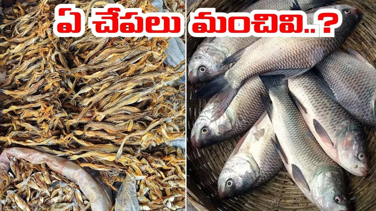 పచ్చి చేపలు vs ఎండు చేపలు.. మీ ఆరోగ్యానికి ఏవి మంచివి..? ఈ నిజాలు తెలుసుకోండి..