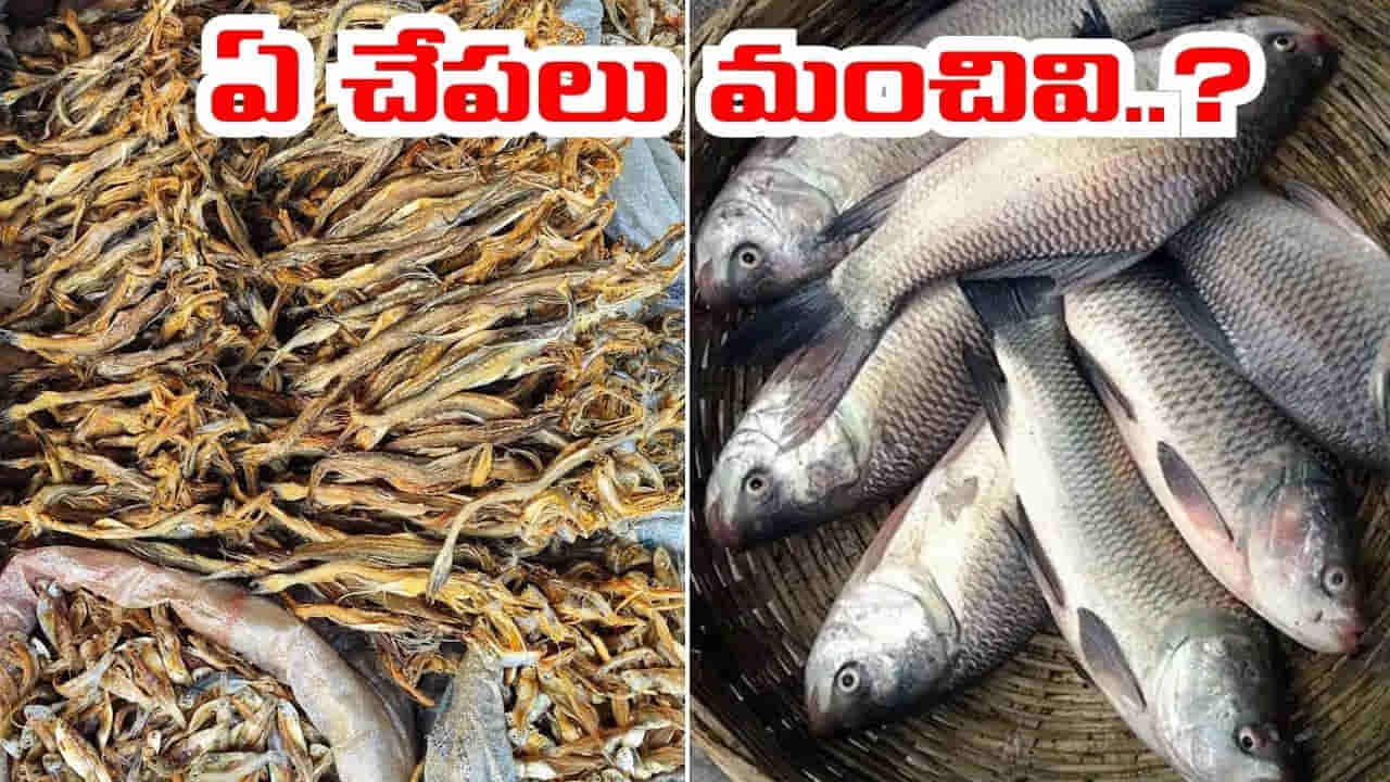 పచ్చి చేపలు vs ఎండు చేపలు.. మీ ఆరోగ్యానికి ఏవి మంచివి..? ఈ నిజాలు తెలుసుకోండి..