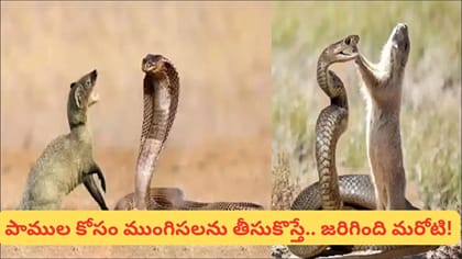 భారత్ నుంచి తెచ్చిన 30 ముంగిసలు వేలుగా పెరిగాయి.. చివరికి జపాన్‌