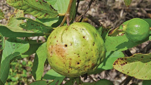 జామ తోటలో పండు ఈగ పనిపట్టే నేచురల్ ట్రాప్..