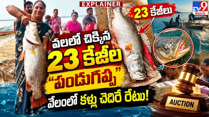 వలలో చిక్కిన 23 కేజీల 