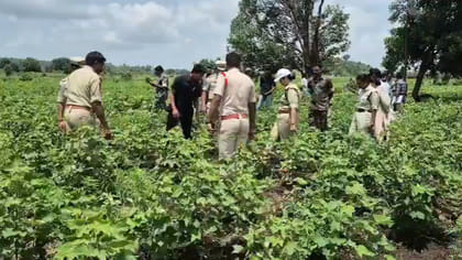 దూరం నుంచి చూస్తే పత్తి చేను.. దగ్గరికెళ్తే మత్తెక్కించే వాసన!