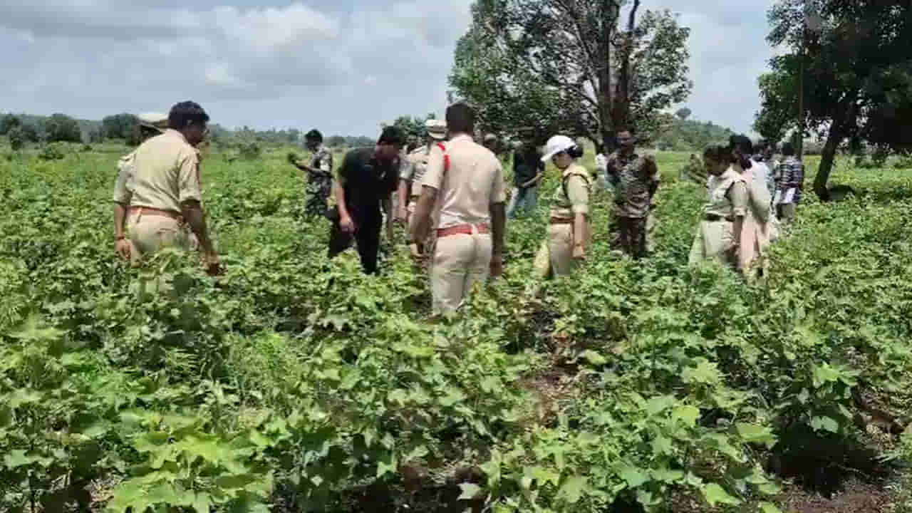 దూరం నుంచి చూస్తే పత్తి చేను.. దగ్గరికెళ్తే మత్తెక్కించే వాసన! అసలు మ్యాటర్ ఏంటంటే..?