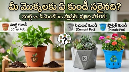 మీ మొక్కలకు ఏ కుండీ సరైనది? మట్టి, సిమెంట్ లేదా ప్లాస్టిక్?