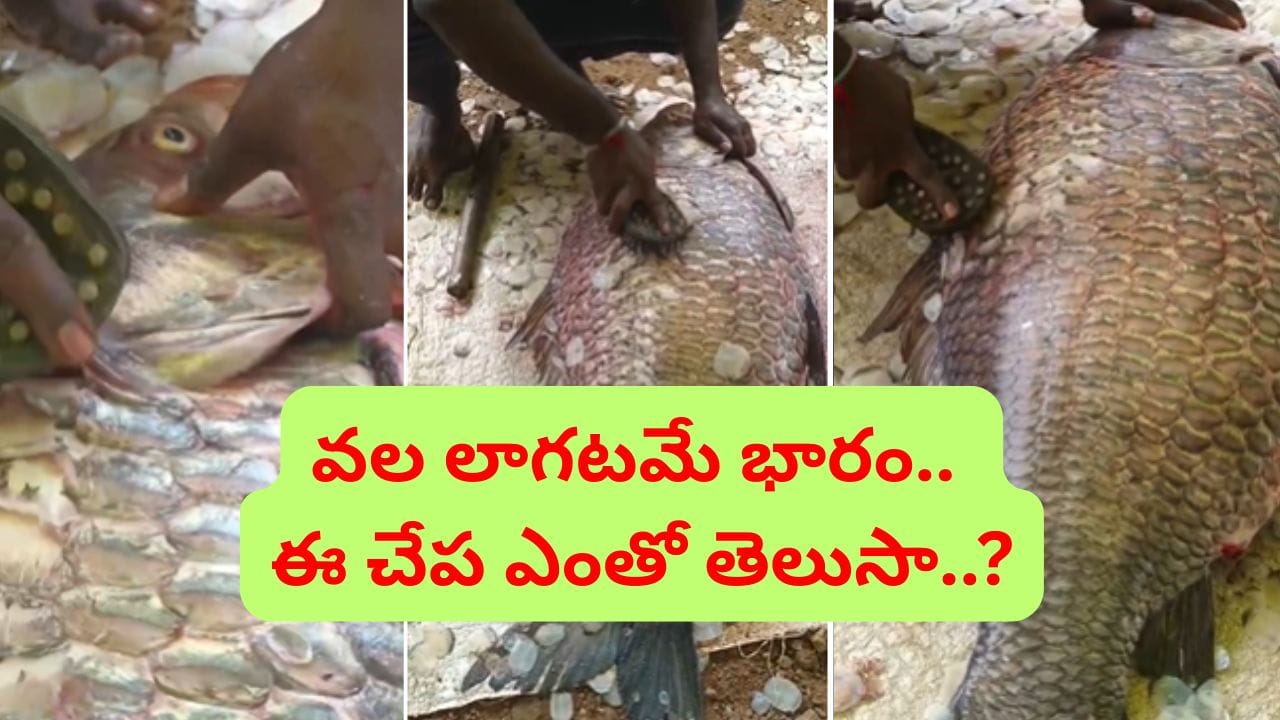 చేపల కోసం వల విసిరాడు.. కాసుల వర్షం కురిసింది.. ఇంతకూ చిక్కింది ఏంటంటే