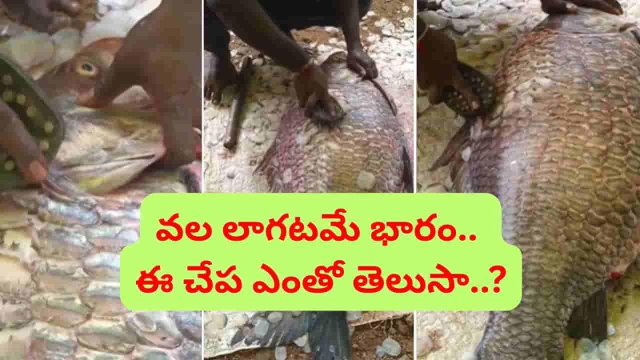 చేపల కోసం వల విసిరాడు.. కాసుల వర్షం కురిసింది.. ఇంతకూ చిక్కింది ఏంటంటే