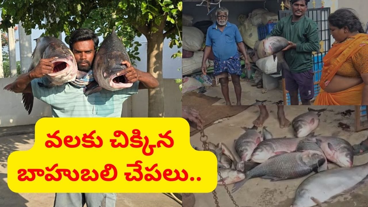 వల వేసేముందు నక్కతోక తొక్కాడో ఏమో.. ఏంది గురూ ఈ చేపలు..