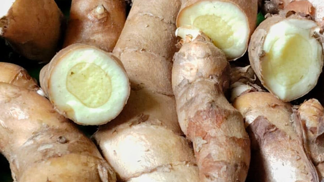 Ginger 1