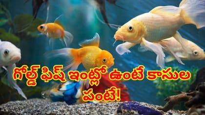 ఇంట్లో గోల్డ్ ఫిష్ పెంచుతున్నారా? వాస్తు ప్రకారం కాసుల వర్షమే!