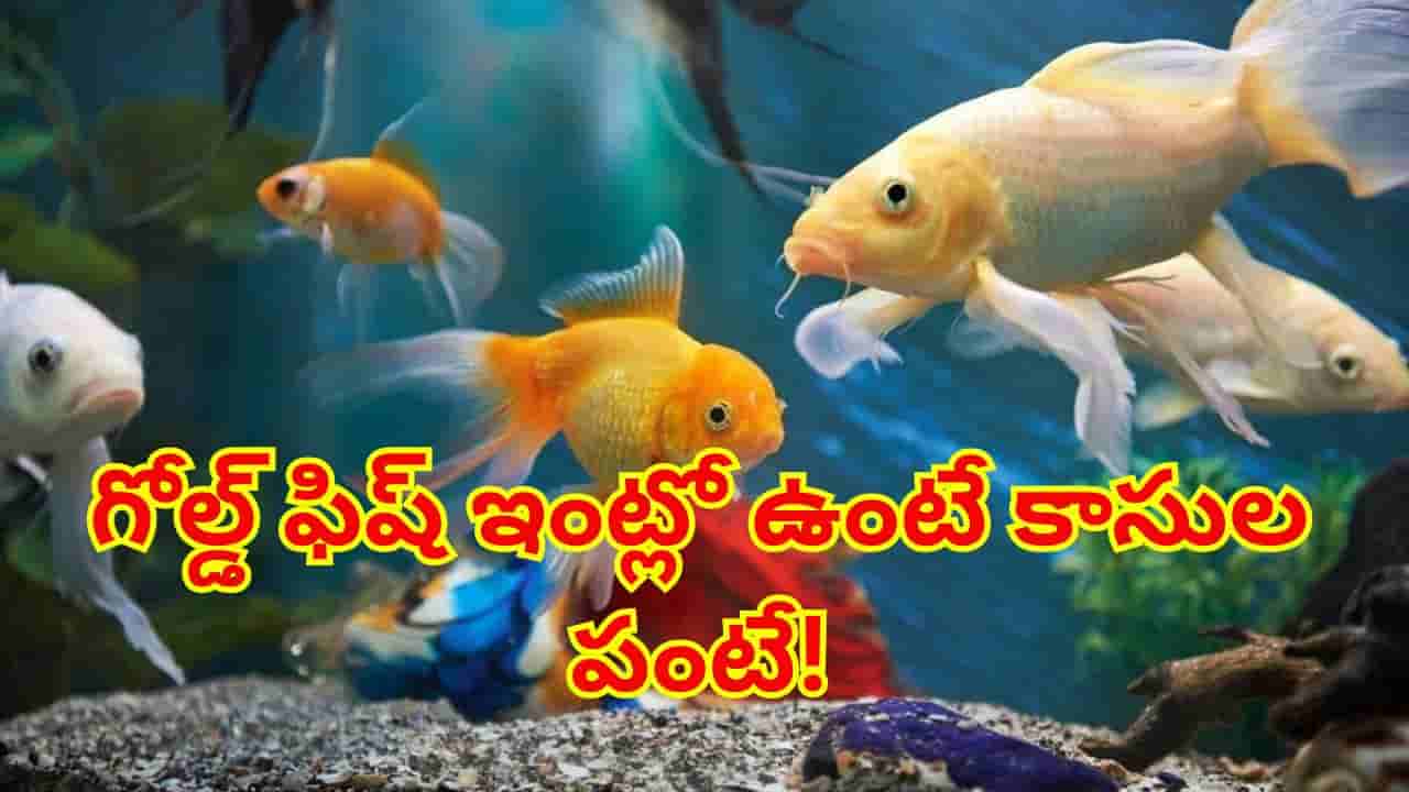 ఇంట్లో గోల్డ్ ఫిష్ పెంచుతున్నారా? వాస్తు ప్రకారం ఈ నియమాలు పాటిస్తే కాసుల వర్షమే!