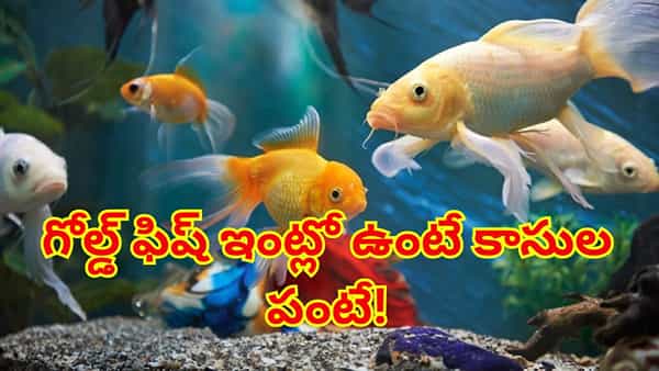 ఇంట్లో గోల్డ్ ఫిష్ పెంచుతున్నారా? వాస్తు ప్రకారం ఈ నియమాలు పాటిస్తే కాసుల వర్షమే!
