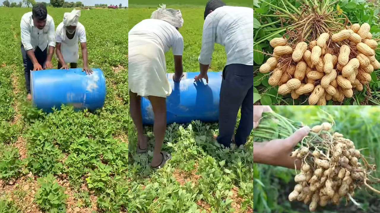Farming: వేరుశనగ రైతులకు ఉపయోగపడే డ్రమ్ రోలింగ్ టెక్నిక్ Farming: వేరుశనగ రైతులకు ఉపయోగపడే డ్రమ్ రోలింగ్ టెక్నిక్