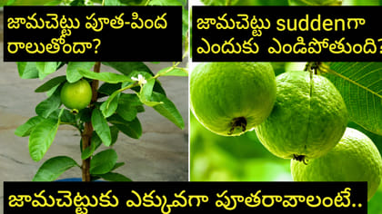 జామ చెట్టు ఇంట్లో పెంచుతున్నారా..? అయితే..