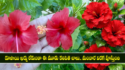 రూపాయి ఖర్చు లేకుండా ఈ మూడు కలిపితె చాలు.. మందార విరగ పూస్తుంది