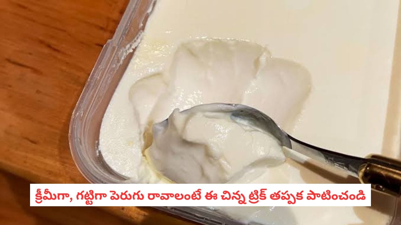 Creamy Curd Recipe: పాల పౌడర్‌తో పెరుగు ఇలా తోడు పెడితే.. అచ్చం క్రీమ్‌లా మెత్తగా, గట్టిగా వస్తుంది!