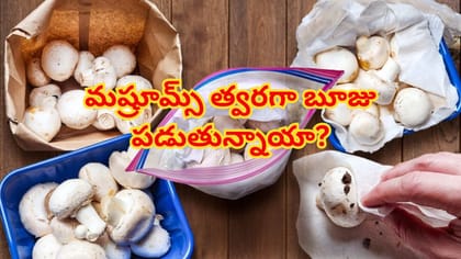 పుట్టగొడుగులు త్వరగా బూజు పడుతున్నాయా?ఎక్కువ రోజులు తాజాగా ఉండాలా
