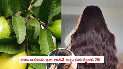 జామ ఆకులను ఇలా వాడితే జుట్టు సమస్యలకు చెక్..