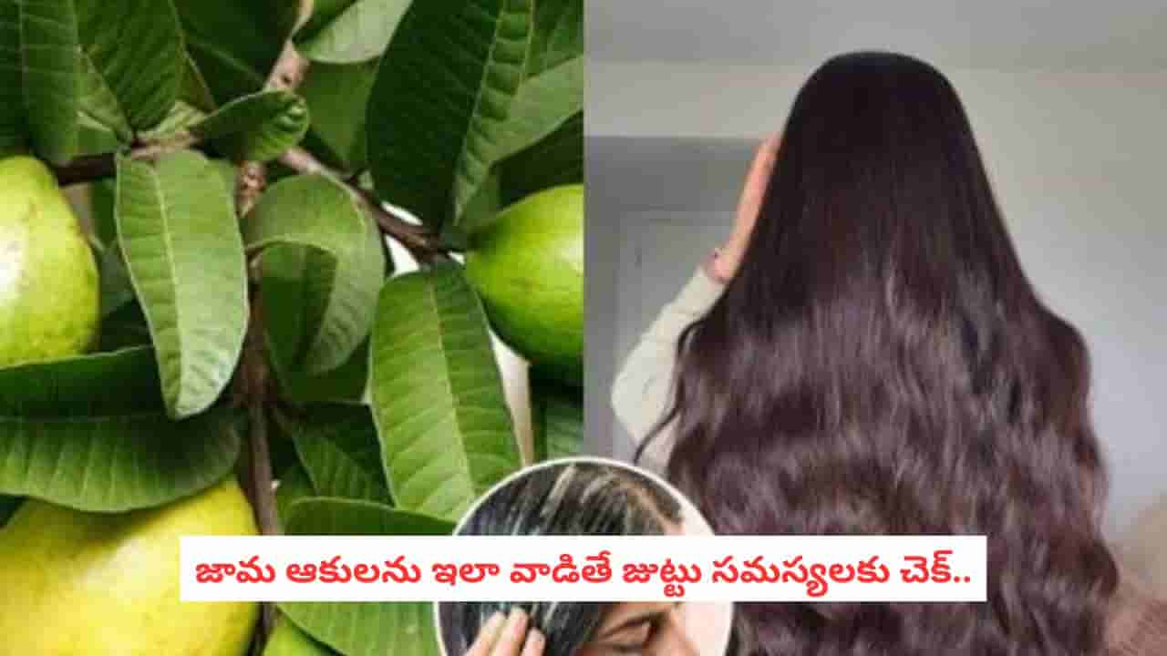 Guava Leaves for Hair: జామ ఆకులను తక్కువ అంచనా వేయకండి.. జుట్టు, చర్మానికి ఎన్ని బెనిఫిట్సో!