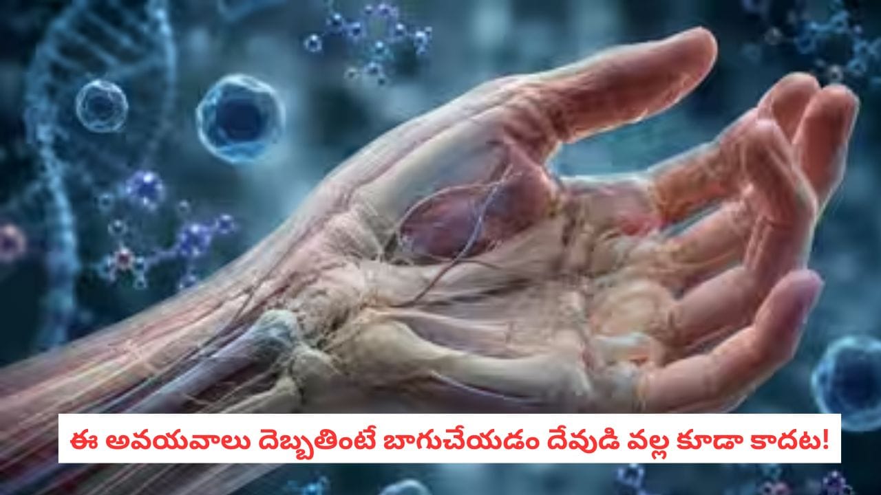 Human Body Facts: 99% మందికి తెలియని బాడీ ఫ్యాక్ట్.. ఈ శరీర భాగాలకు ఒక్కసారి రిపేర్ వస్తే నయమవ్వడం కష్టం!