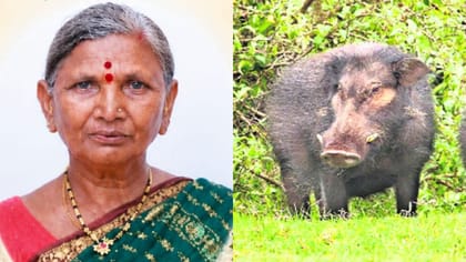 పంది మాసం కోసం భార్య ప్రాణం తీసిన భర్త.. అసలు ఏం జరిగిందంటే?
