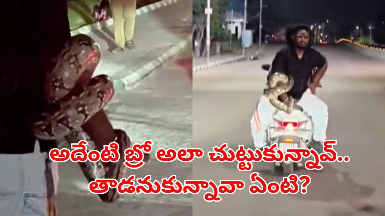 Viral Video: ఐటీ హబ్లో అర్థరాత్రి కొండచిలువ హల్చల్.. యువకుడి ఏం చేశాడో చూడండి..