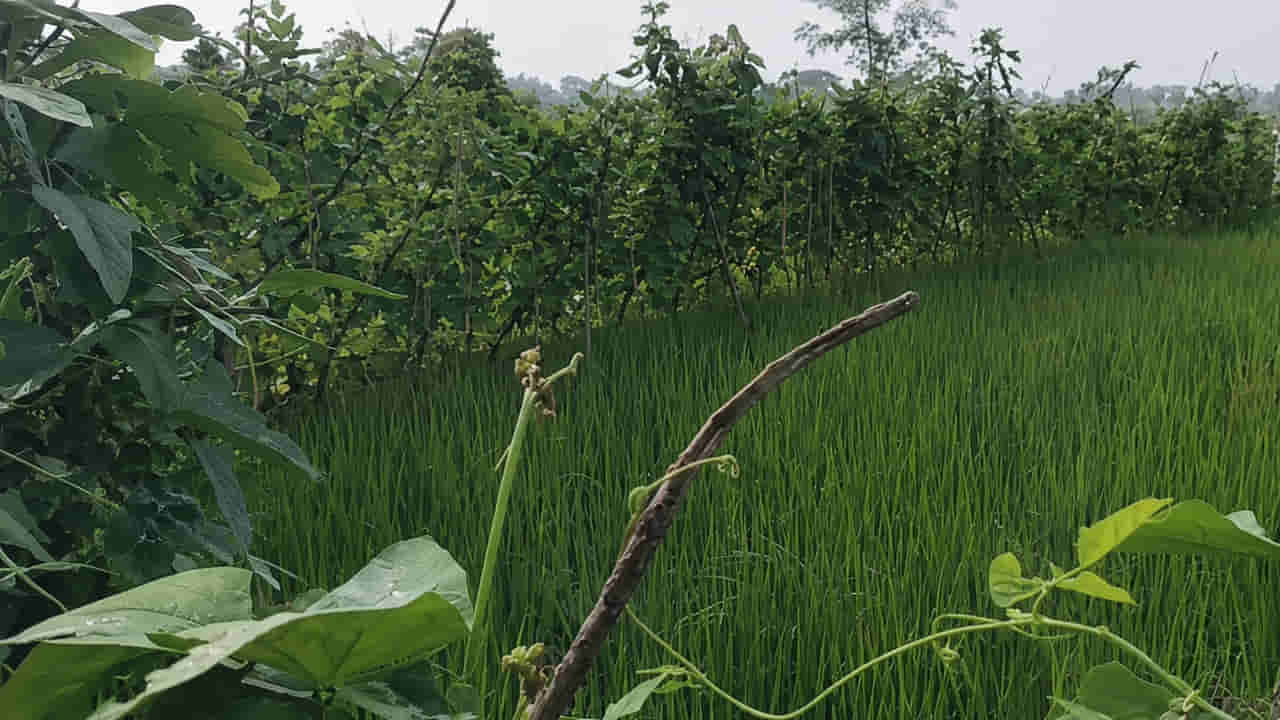 Andhra: వారెవ్వా.. సూపర్ ఐడియా రైతన్నా.. వరి పొలం గెట్లపై ఇలా..