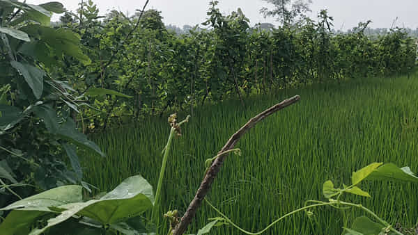 Andhra: వారెవ్వా.. సూపర్ ఐడియా రైతన్నా.. వరి పొలం గెట్లపై ఇలా..
