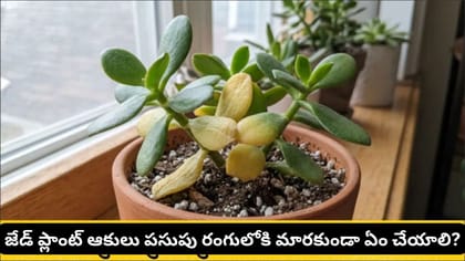 జేడ్ ప్లాంట్ ఆకులు పసుపు రంగులోకి మారుతున్నాయా? ఈ సంకేతాలను..