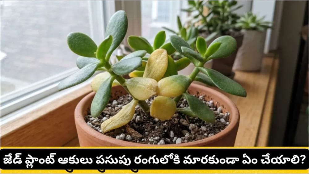 Vastu Tips: జేడ్ ప్లాంట్ ఆకులు పసుపు రంగులోకి మారుతున్నాయా? వాస్తు ప్రకారం ఈ సంకేతాలను తెలుసుకోండి!