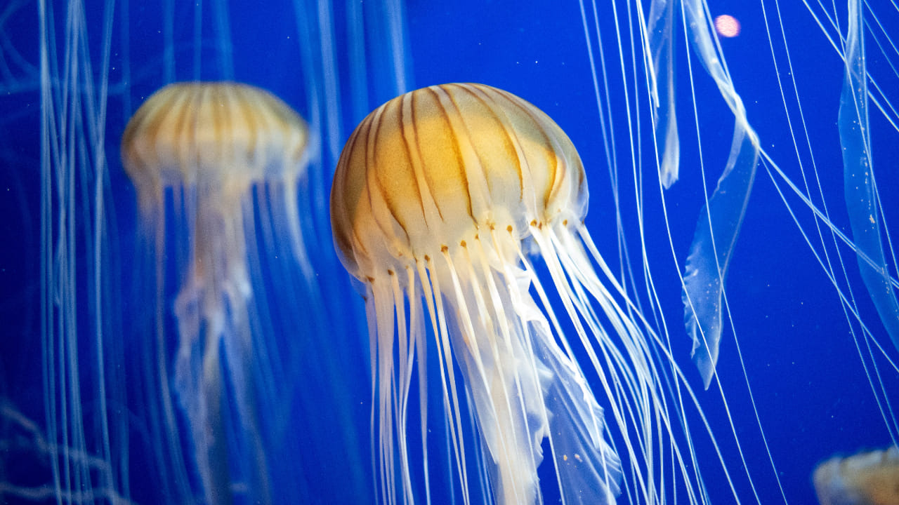 Jellyfish Facts: జెల్లీ ఫిష్ గురించి నమ్మలేని నిజాలు..! డైనోసార్ల కంటే ముందే ఉన్నాయట.. – politics Jellyfish Facts: జెల్లీ ఫిష్ గురించి నమ్మలేని నిజాలు..! డైనోసార్ల కంటే ముందే ఉన్నాయట.. – politics