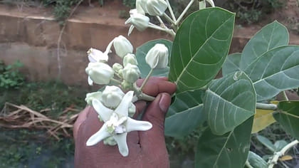 మీ అదృష్టాన్ని మార్చే మొక్క.. పూజిస్తే కోటీశ్వరులే