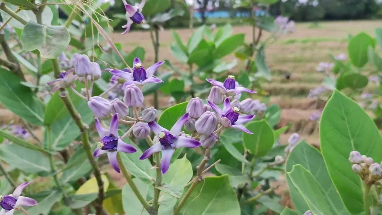 Jilledu Plant