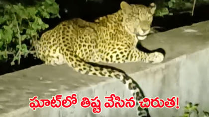ఘాట్‌ రోడ్డులో దడ పుట్టిస్తున్న చిరుత..!