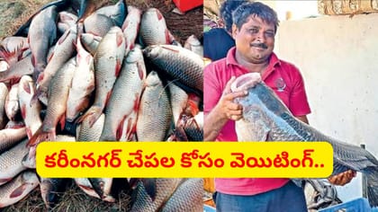కరీంనగర్ చేపలకు ఇతర రాష్ట్రాల్లో ఫుల్లు డిమాండ్.. స్పెషాలిటీ ఇదే