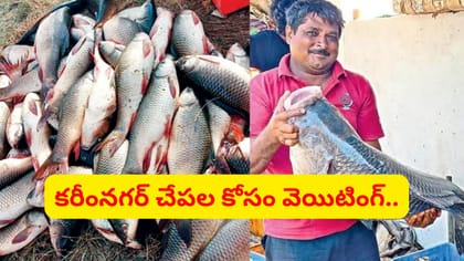కరీంనగర్ చేపలకు ఇతర రాష్ట్రాల్లో ఫుల్లు డిమాండ్.. స్పెషాలిటీ ఇదే