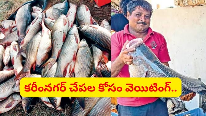 కరీంనగర్ చేపలకు ఇతర రాష్ట్రాల్లో ఫుల్లు డిమాండ్.. స్పెషాలిటీ ఇదే