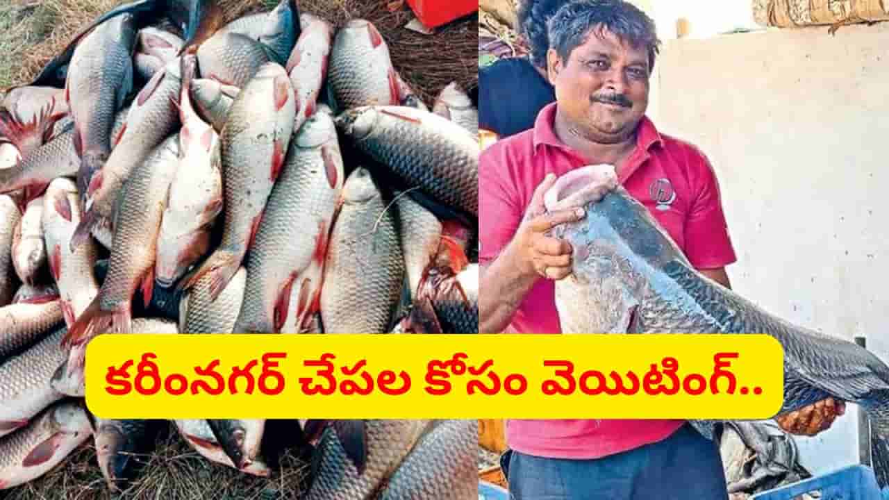 సముద్రం లేని కరీంనగర్ చేపలకు తీరంలోనూ యమ గిరాకీ.. స్పెషాలిటీ ఏంటో తెలుసా?