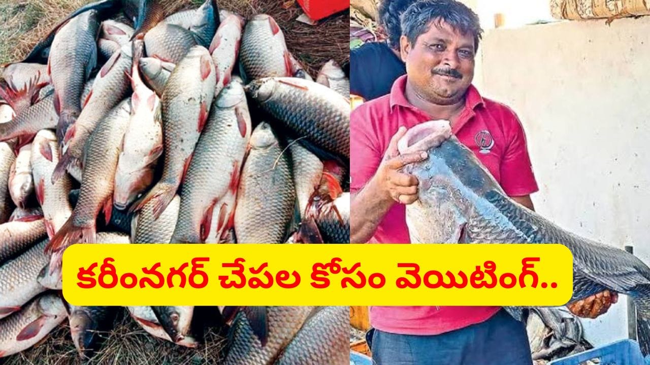 సముద్రం లేని కరీంనగర్ చేపలకు తీరంలోనూ యమ గిరాకీ.. స్పెషాలిటీ ఏంటో తెలుసా?