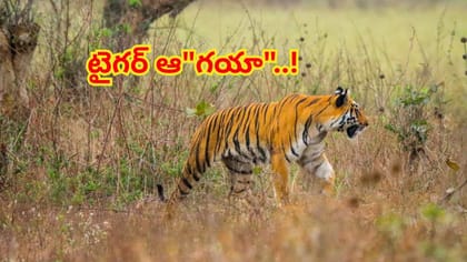 పులుల కొత్త వలస బాట.. 14 ఏళ్ల కవ్వాల్ నిరీక్షణ ఫలించేనా?