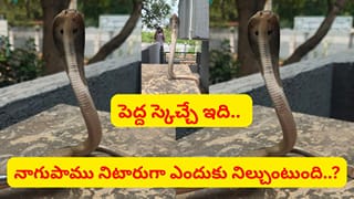 నాగుపాము పడగవిప్పి నిటారుగా అందుకే నిలుచుంటుందా..? అరెరే ఇన్ని రోజులు ఈ విషయం తెలీదే..!