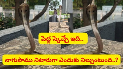 నాగుపాము పడగవిప్పి.. నిటారుగా ఎందుకు నిలుచుంటుంది..?