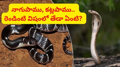 నాగుపాము Vs కట్లపాము.. ఏది డేంజరో తెలుసా..?