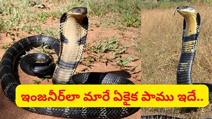 60 రోజులు ఏం తినదు.. రాచనాగు గురించి నమ్మలేని నిజాలు..