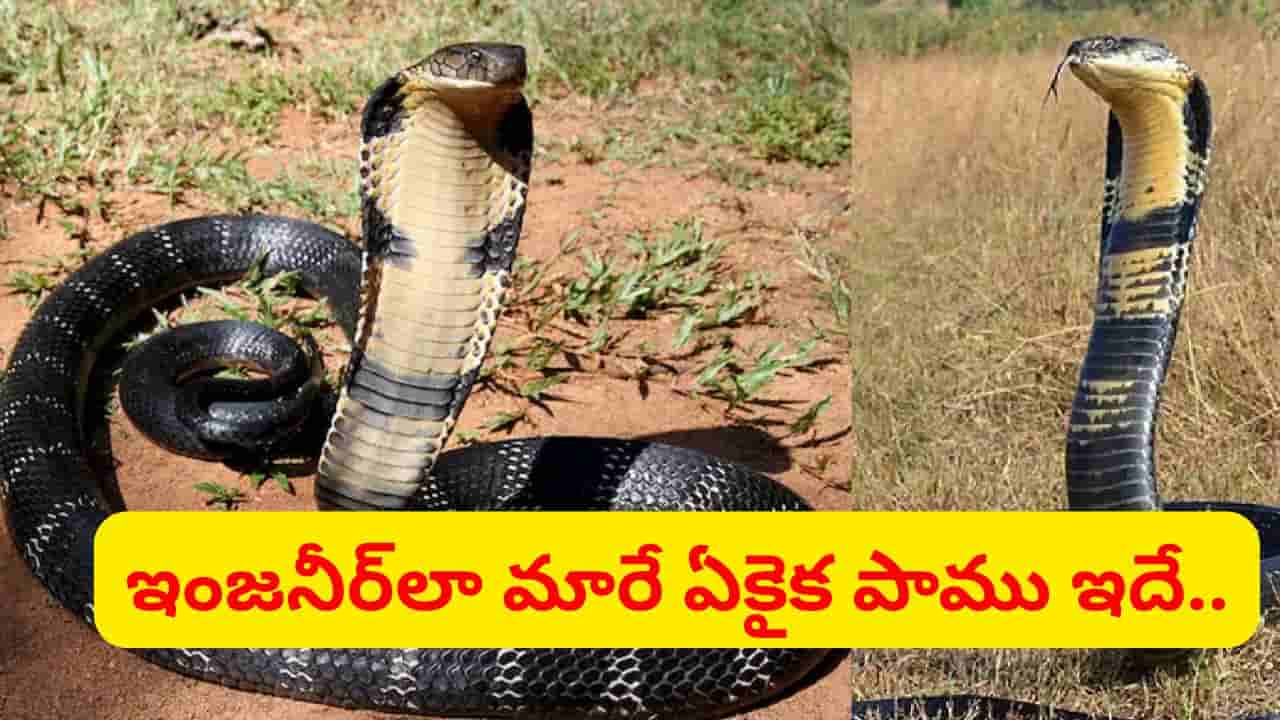 60 రోజులు ఏం తినదు.. గుడ్ల కోసం ప్రత్యేకంగా గూడు నిర్మాణం.. రాచనాగు గురించి నమ్మలేని నిజాలు..