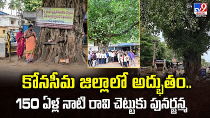 కోనసీమ జిల్లాలో అద్భుతం...150 ఏళ్ల నాటి రావి చెట్టుకు పునర్జన్మ