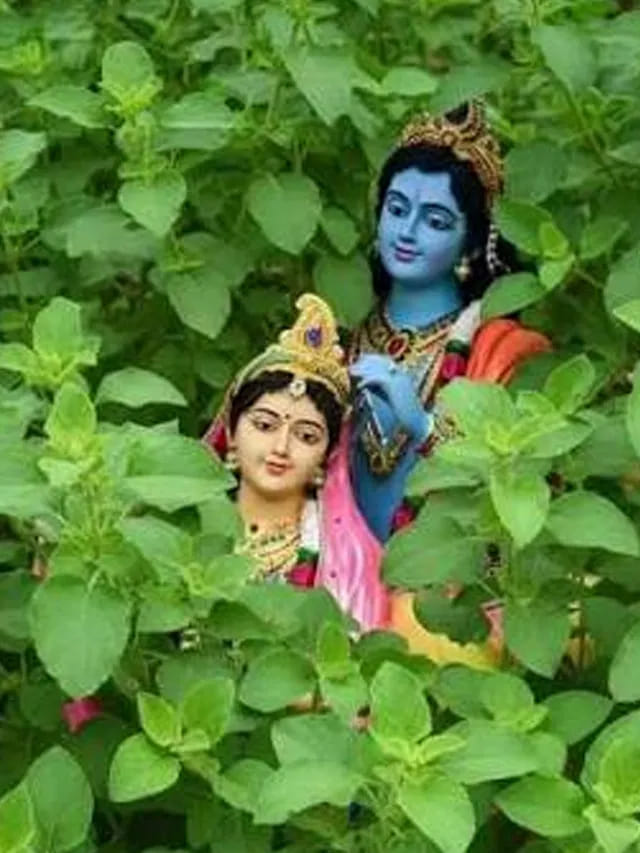 గోల్డెన్ ఛాన్స్.. కృష్ణాష్టమి రోజు తులసిని ఇలా పూజిస్తే కోటి జన్మలు పుణ్యం!
