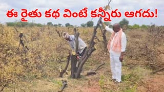 ఎల్‌నీనో ఎఫెక్ట్.. 12 ఏళ్ల కష్టం, 29లక్షల పెట్టుబడి.. సాగుచేసిన పంటను చేతురాల నరికేసిన రైతన్న!