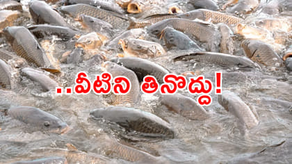 ఆ చేపలు తినొద్దు.. నేపాల్ వరద నీటిలో కొట్టుకొస్తున్న భారీ చేపలు!